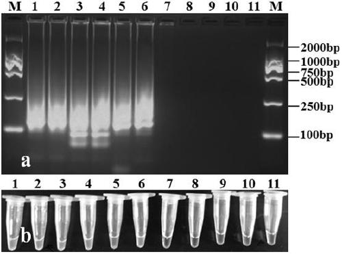 Lamp primer composition and application thereof for detecting cucumber wilt