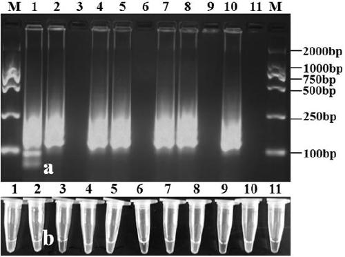 Lamp primer composition and application thereof for detecting cucumber wilt