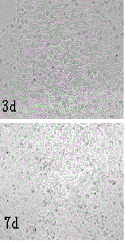 Simple limbal stem cell separating and in-vitro culture kit and method