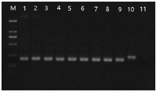 A kind of pcr primer, kit and application for simultaneous detection of cyprinidae herpesvirus type Ⅰ, type Ⅱ and type Ⅲ