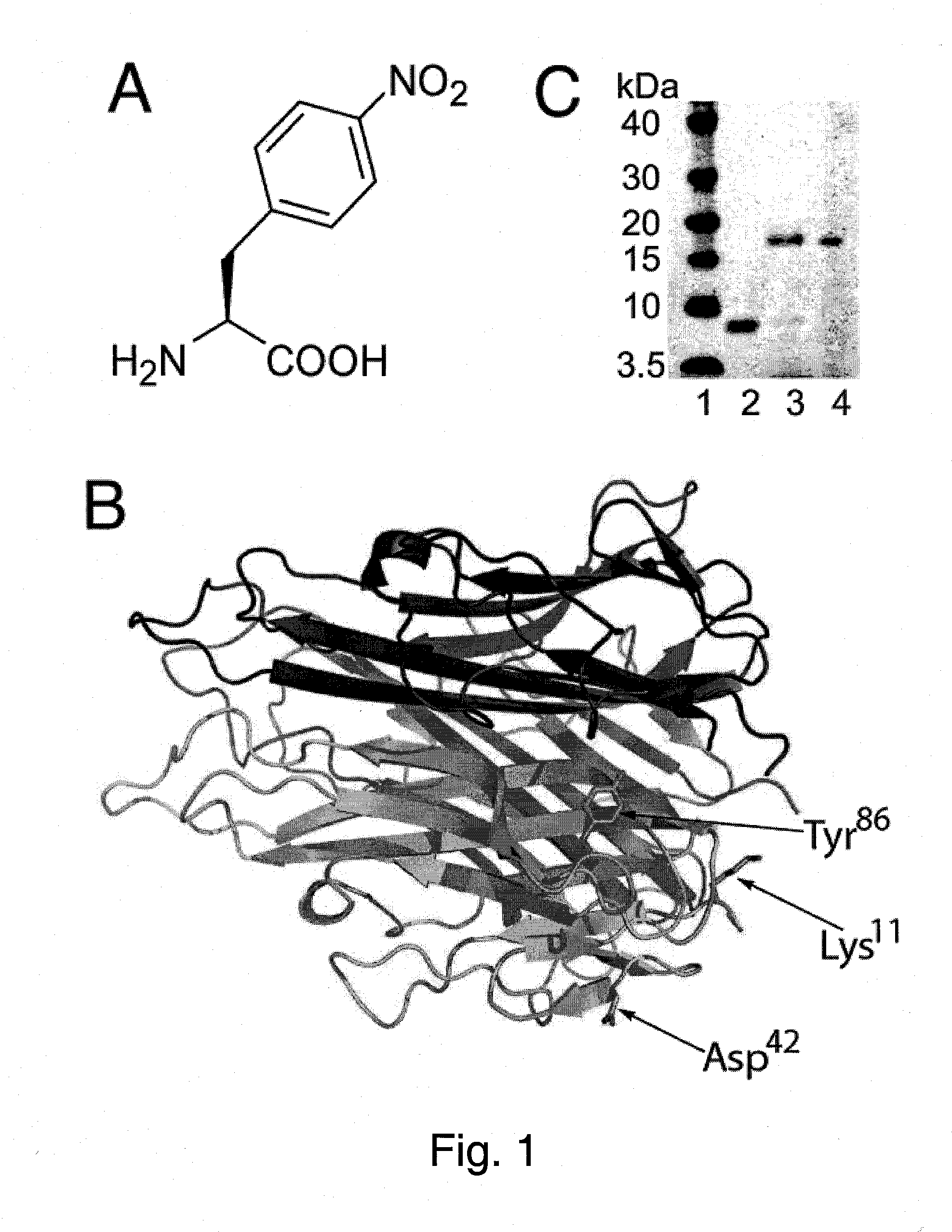 Breaking Immunological Tolerance with a Genetically Encoded Unnatural Amino Acid