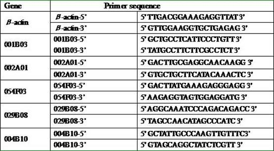 Tobacco glandular hair cDNA (complementary Deoxyribonucleic Acid) microarray for expression profile and preparation and application thereof