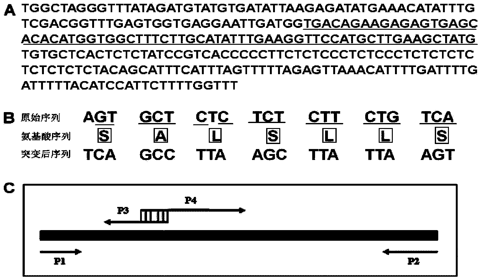 Method for regulating volatile oil content of plant by using MicroRNA156 and its target gene