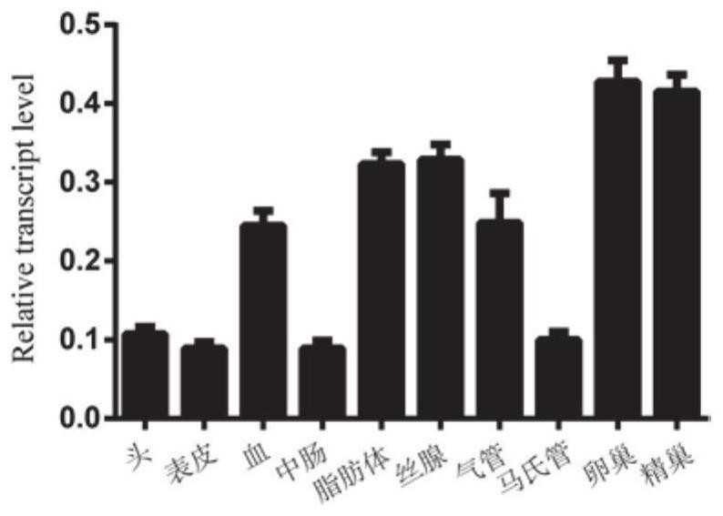 Application of bombyx mori BmUAP56 gene