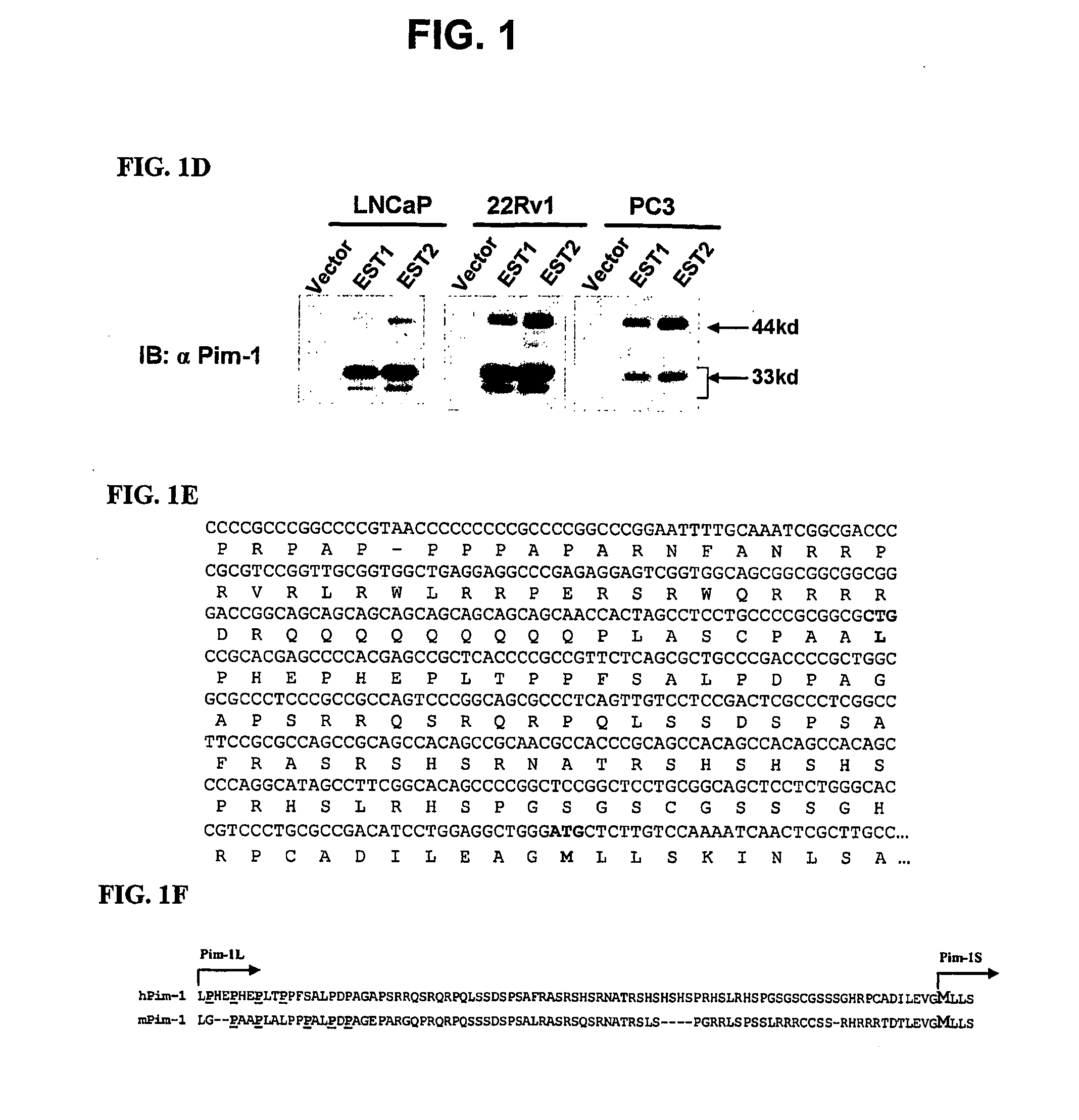 Inhibition of the 44 kilodalton isoform of pim-1 kinase restores apoptosis induced by chemotherapeutic drugs in cancer cells