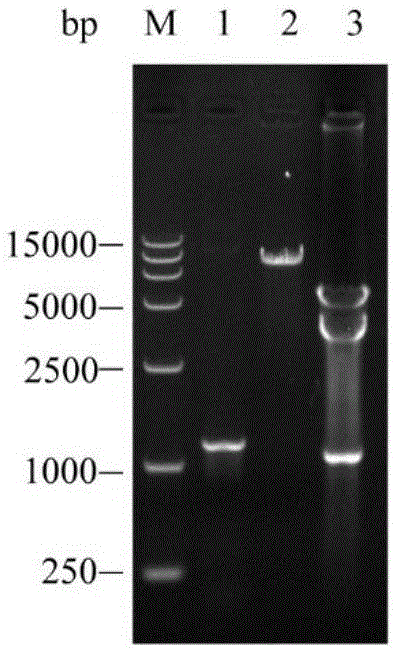 Saccharomyces cerevisiae engineered strain expressing pectin esterase and application of strain