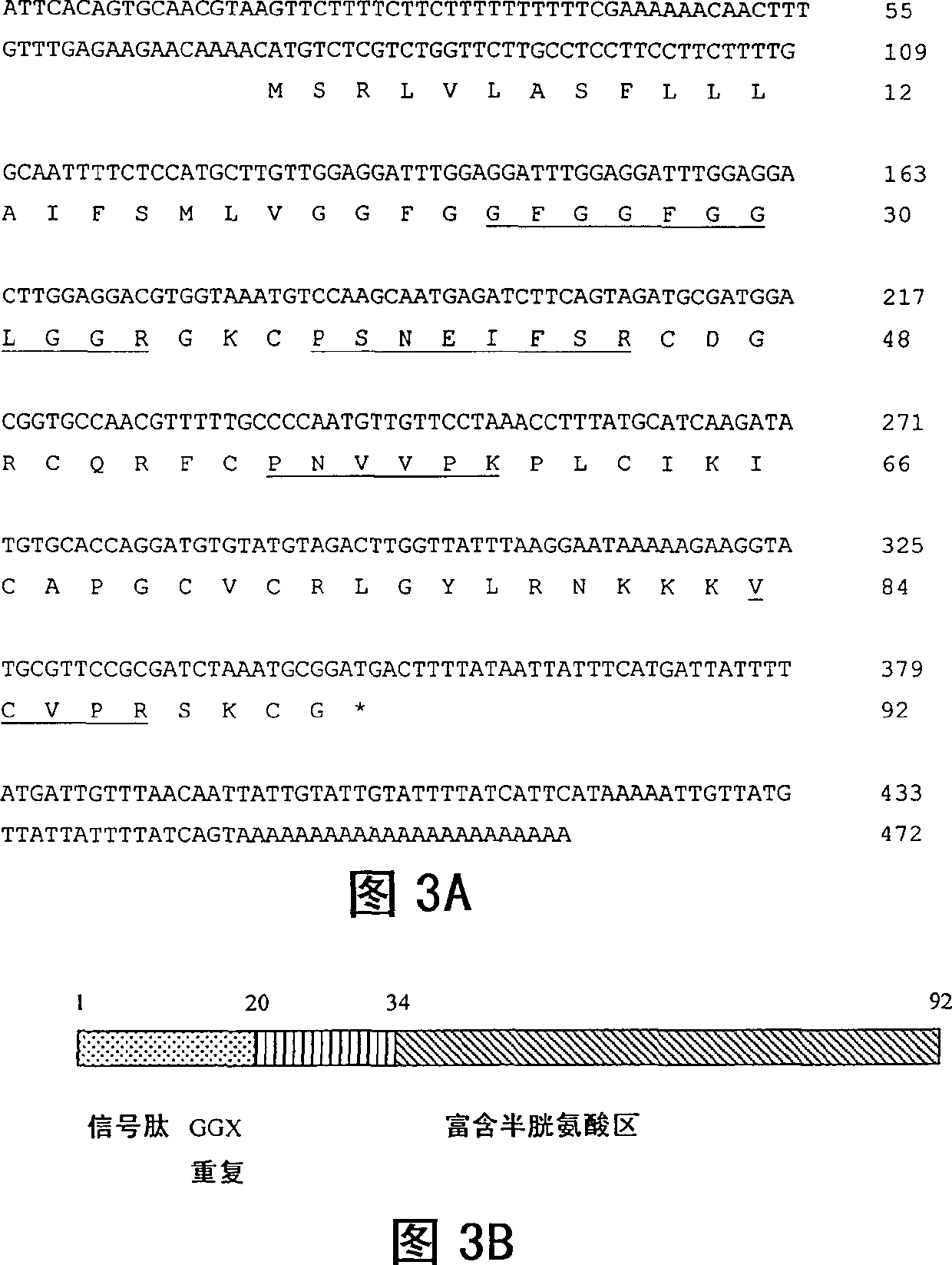 Useful properties of a bee venom protein and gene encoding same