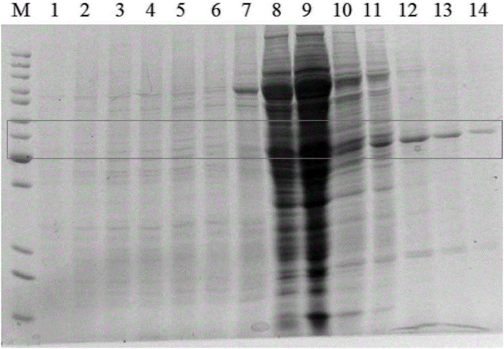 Application of osteopetrosis-related transmembrane protein in medicine for treatment or prevention of EV71 infection