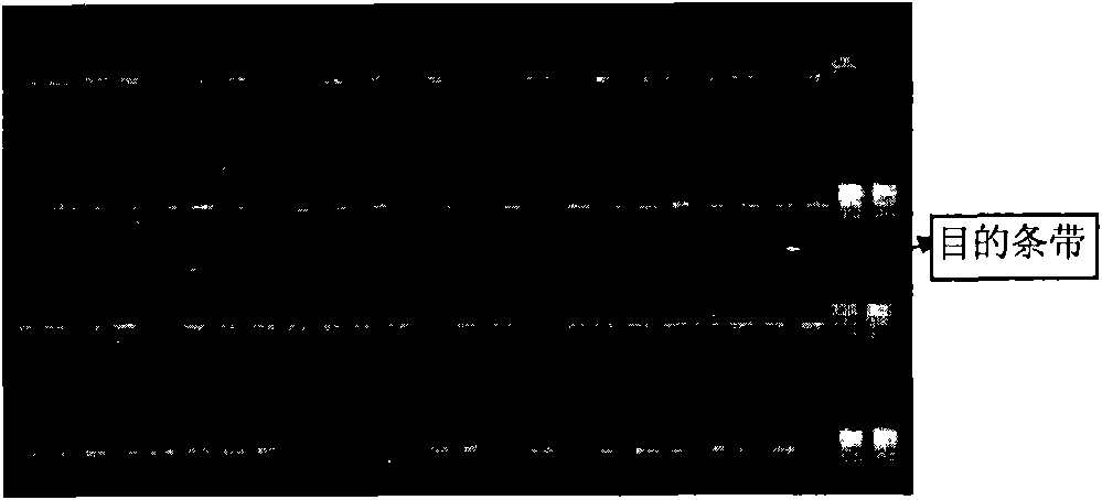 Schistosoma japonicum microsatellite locus and application thereof