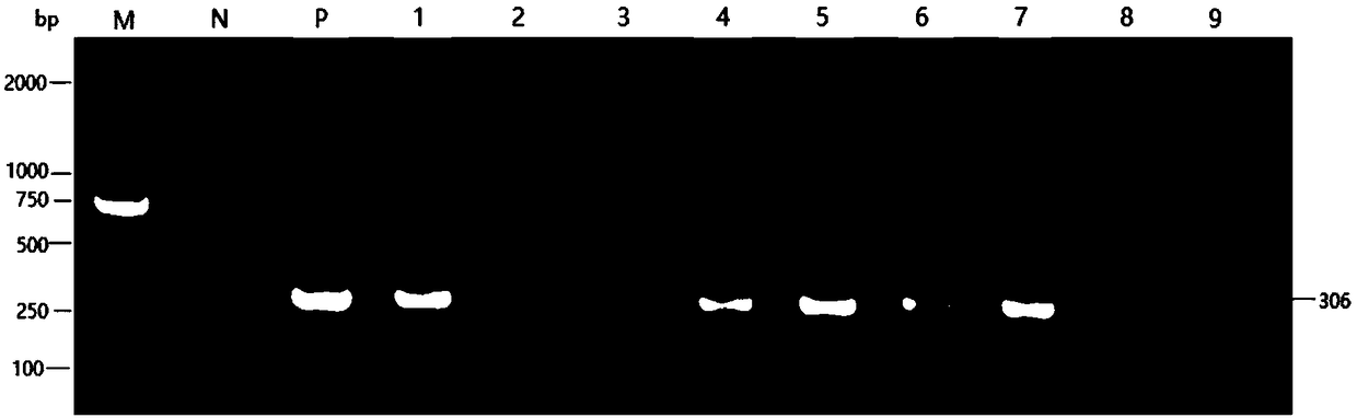 Bird polyoma virus PCR (polymerase chain reaction) diagnostic kit and detection method thereof