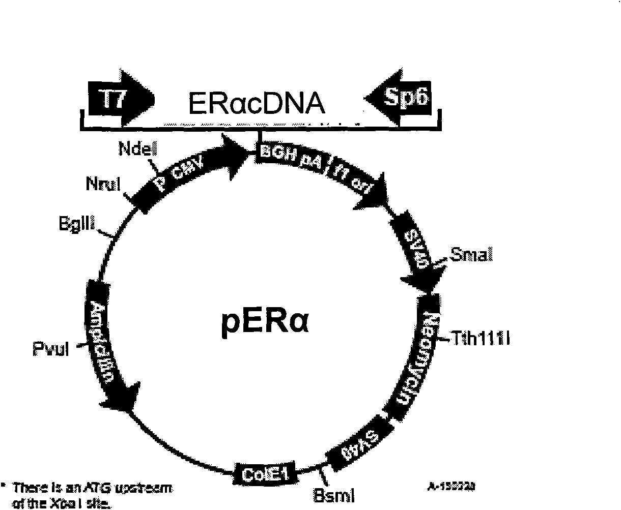 Construction method for screening active components of phytoestrogen