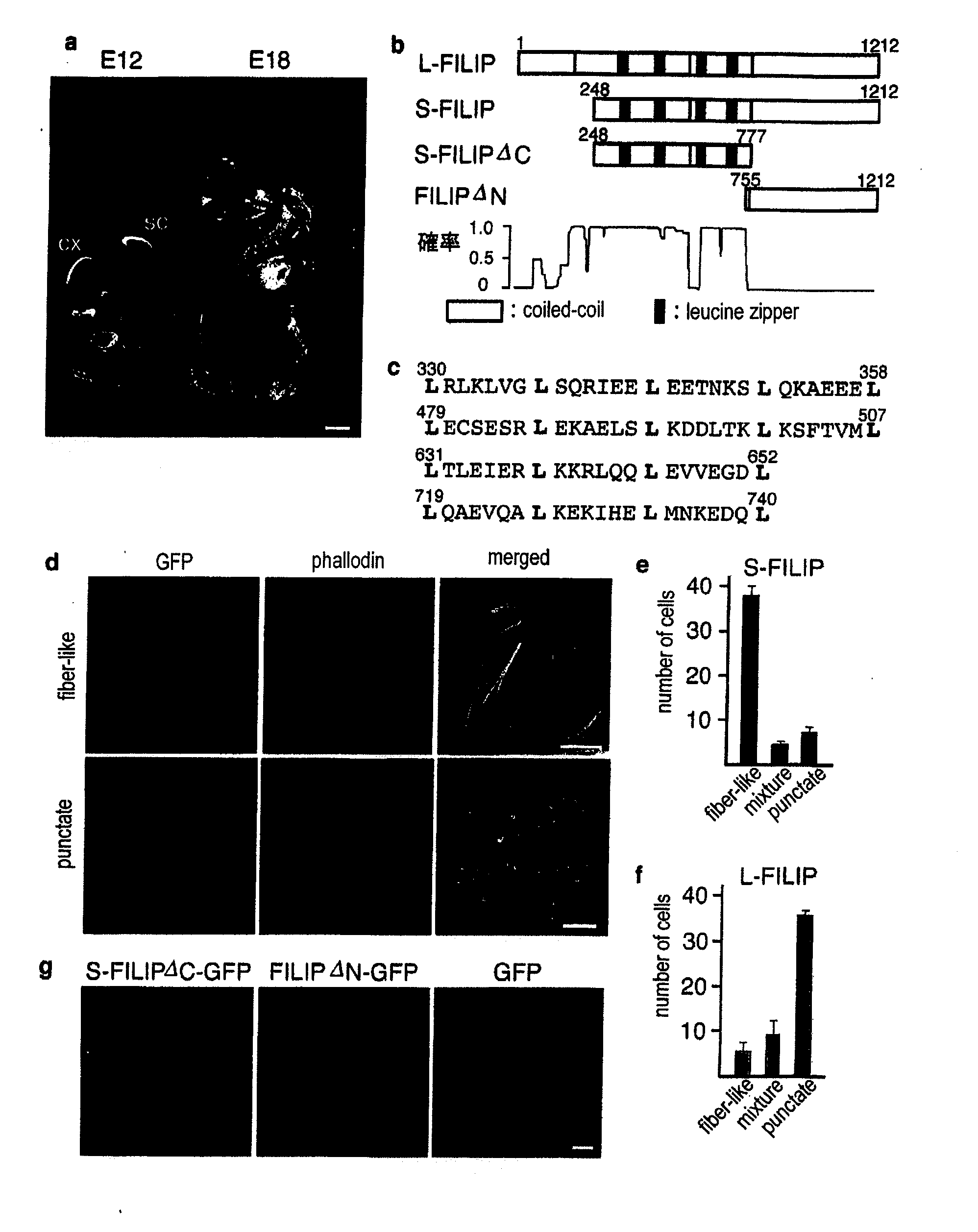 Proteins Having Effects Of Controlling Cell Migration And Cell Death