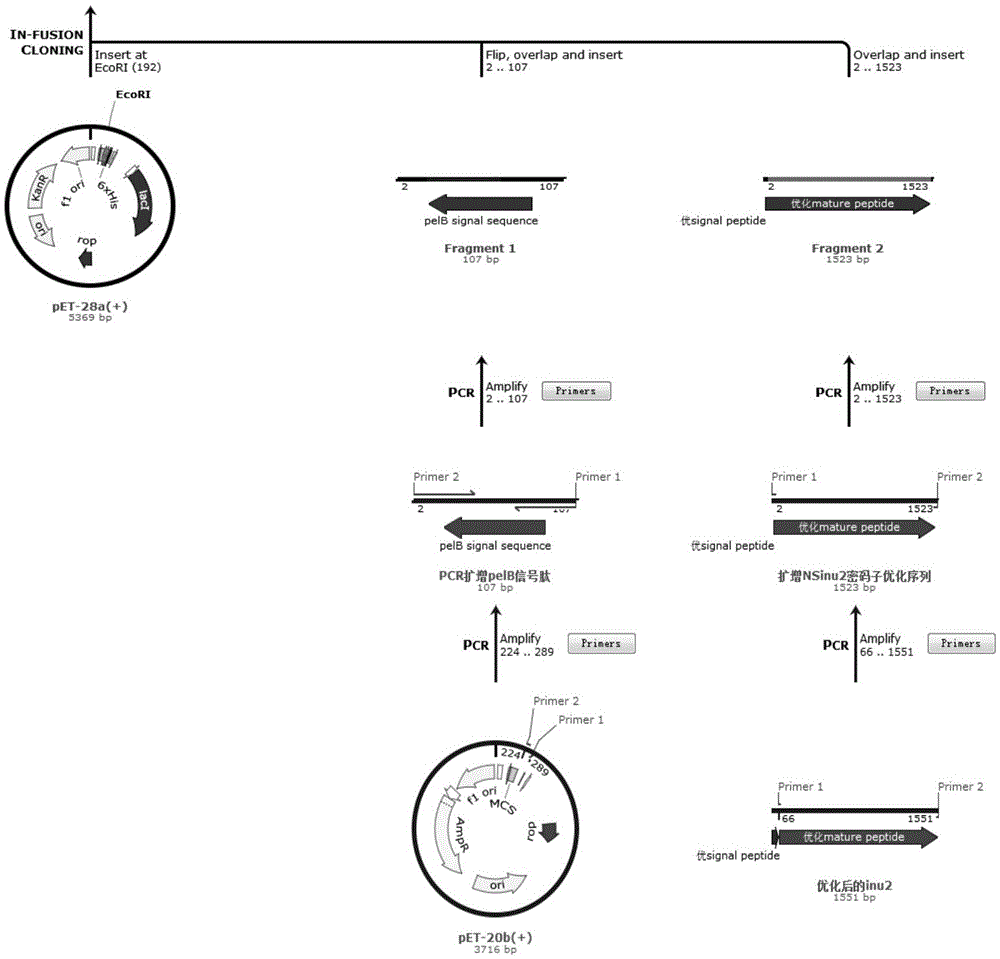 Preparation method and application of endo-inulinase