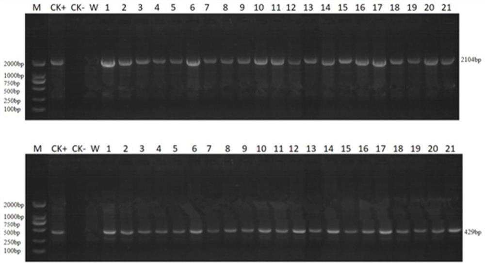 Application of ZmHIR3 protein or coding gene thereof in regulation and control of maize rough dwarf virus resistance