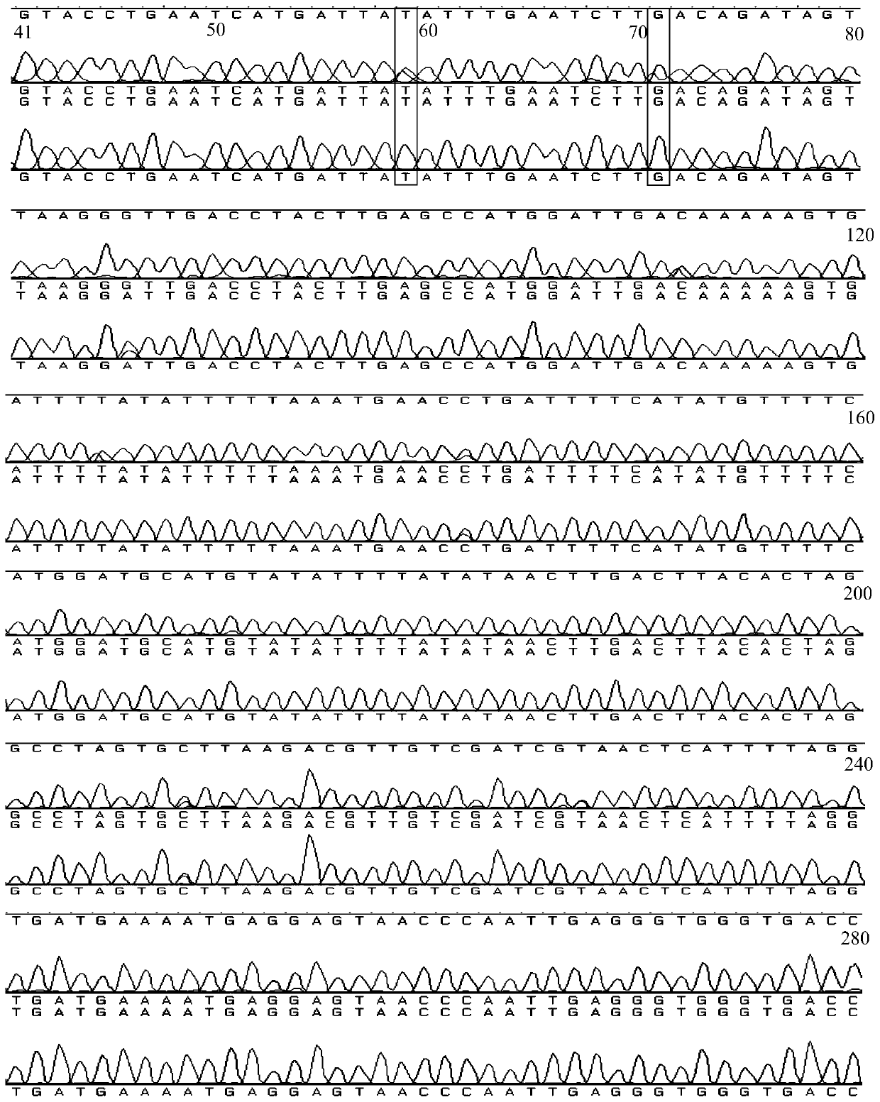 A method for early sex identification of open-pollination progeny of 'hort 16A' kiwifruit