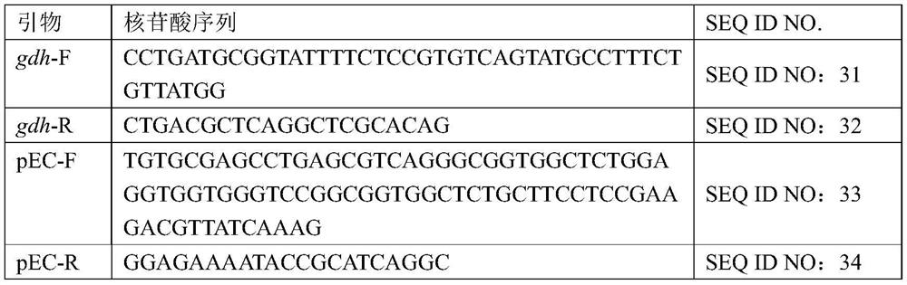 Mutant of glutamate dehydrogenase gene promoter and application thereof