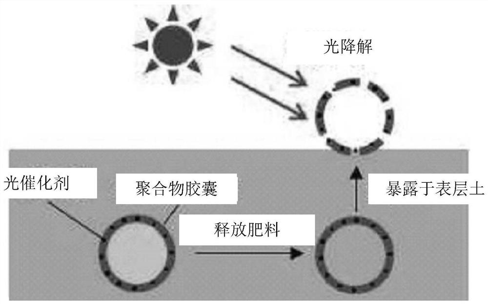 Controlled release fertilizer