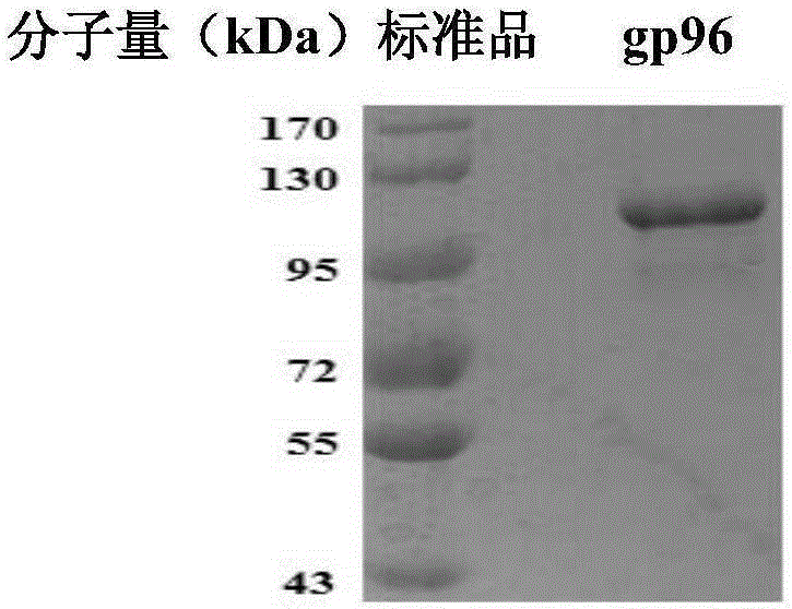 Method for preparing conjugate of gp96 protein and PD1 antibody, and application of conjugate