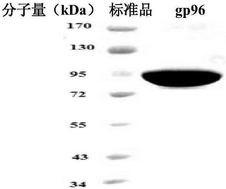 Method for preparing conjugate of gp96 protein and PD1 antibody, and application of conjugate