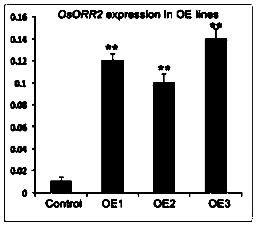 B-type response adjustment gene ORR2 for regulating and controlling rice dwarfing and application of gene