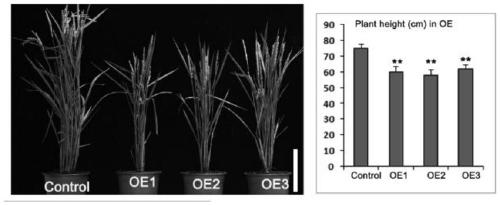 B-type response adjustment gene ORR2 for regulating and controlling rice dwarfing and application of gene