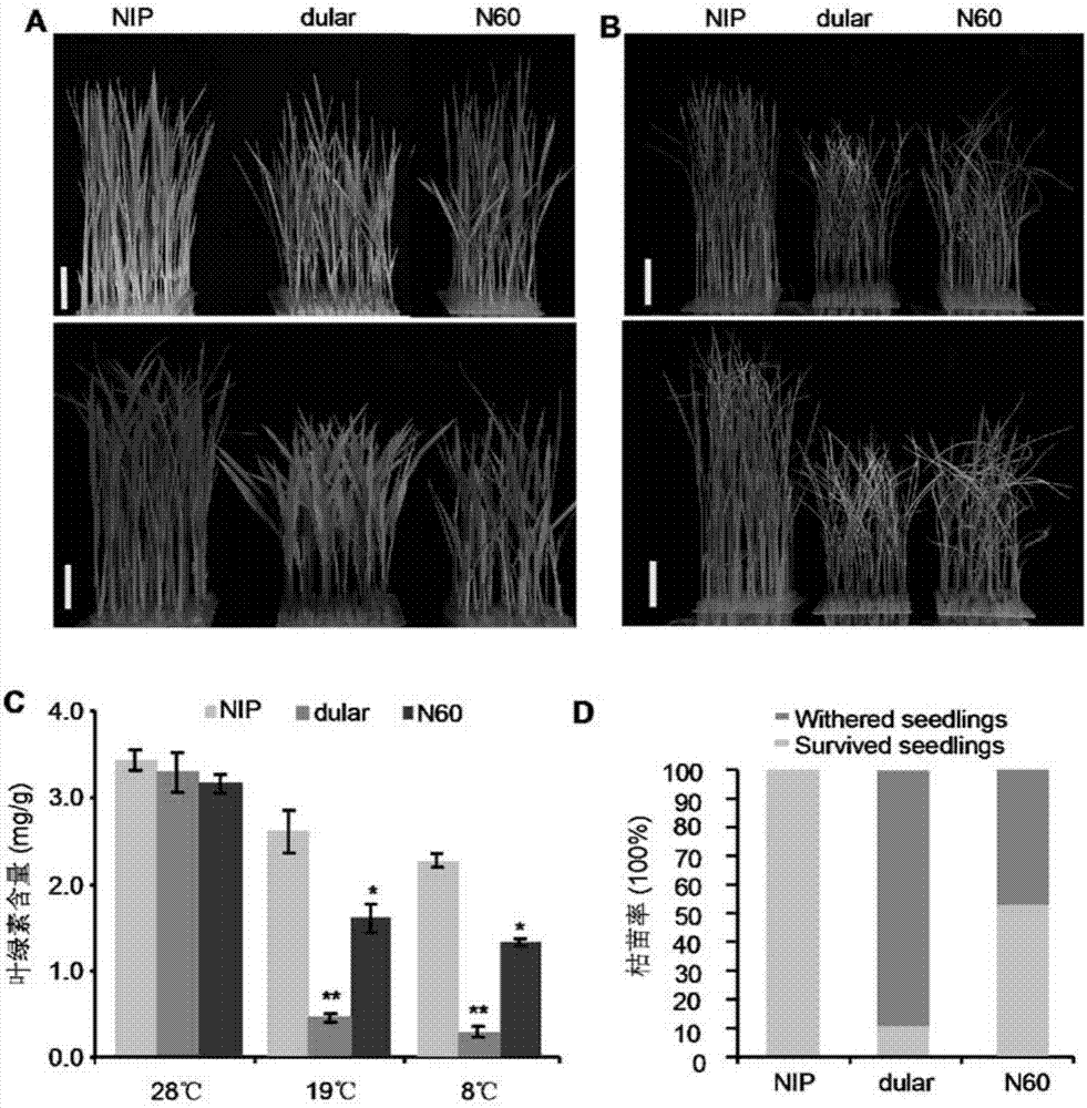Controlling paddy rice cold-tolerant gene COLD2 and application thereof