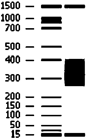 Method of target region multiplex PCR and rapid library construction