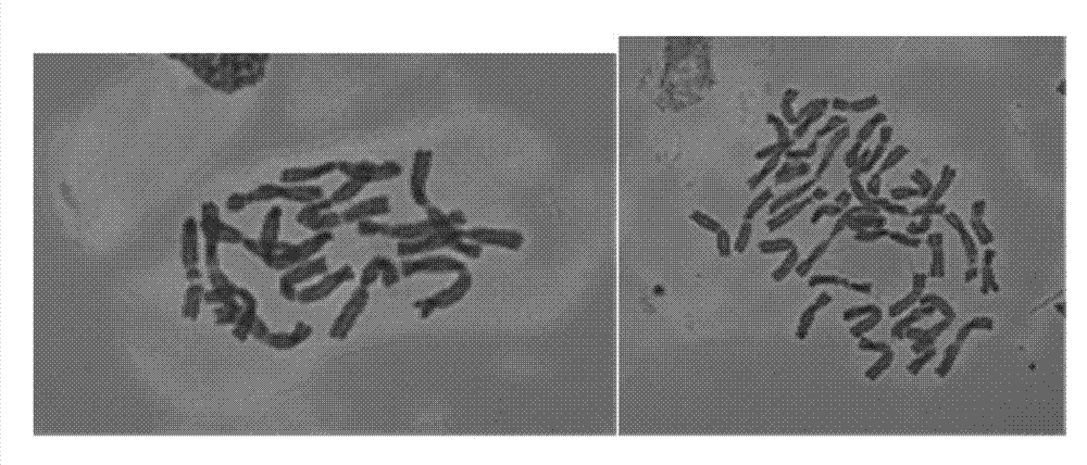 Method for inducing tetraploid garlic by using oryzalin