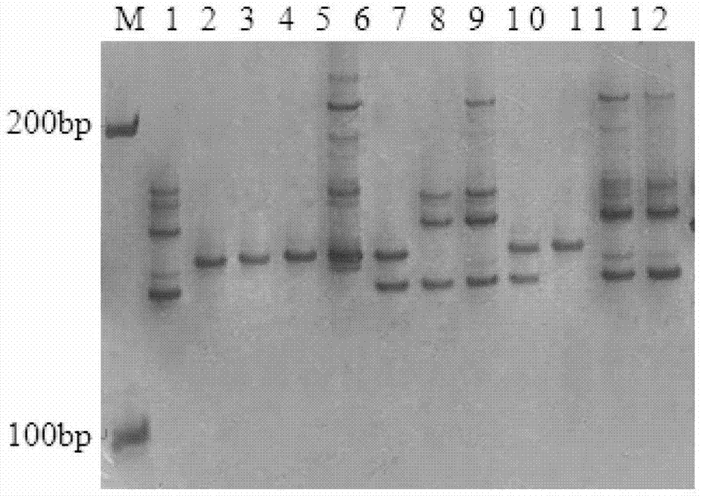 Molecular marker primer combination for polymerization of wide-compatibility fertility site segments of indica-japonica subspecies and application thereof