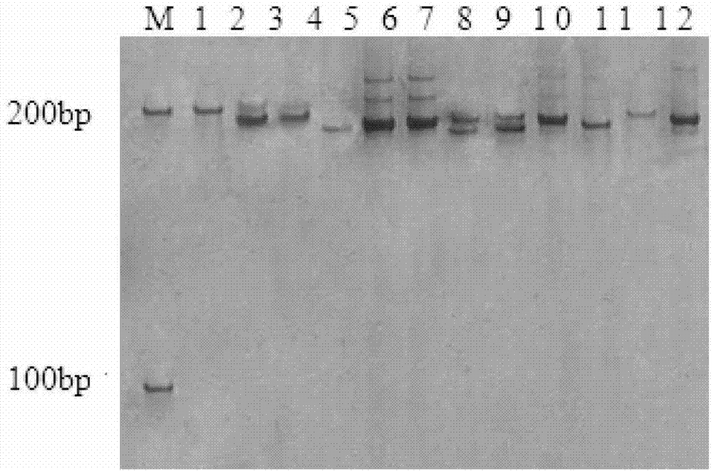 Molecular marker primer combination for polymerization of wide-compatibility fertility site segments of indica-japonica subspecies and application thereof
