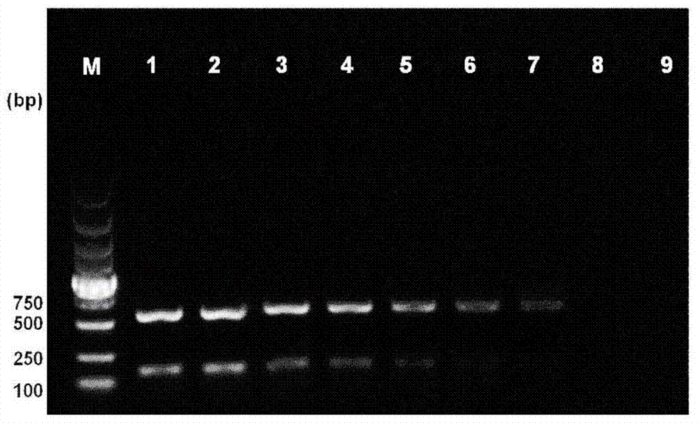 Duplex PCR detection kit and detection method for Listeria monocytogenes and Enterococcus faecium