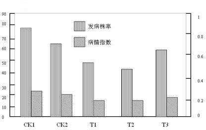Tobacco active biological organic-inorganic special fertilizer and preparation method thereof