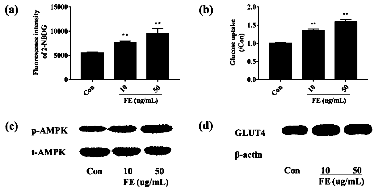 Application of common fenugreek seed extract and extraction method thereof