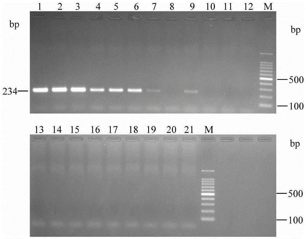 Polymerase chain replacement reaction detection method of candidatus liberibacter asiaticus