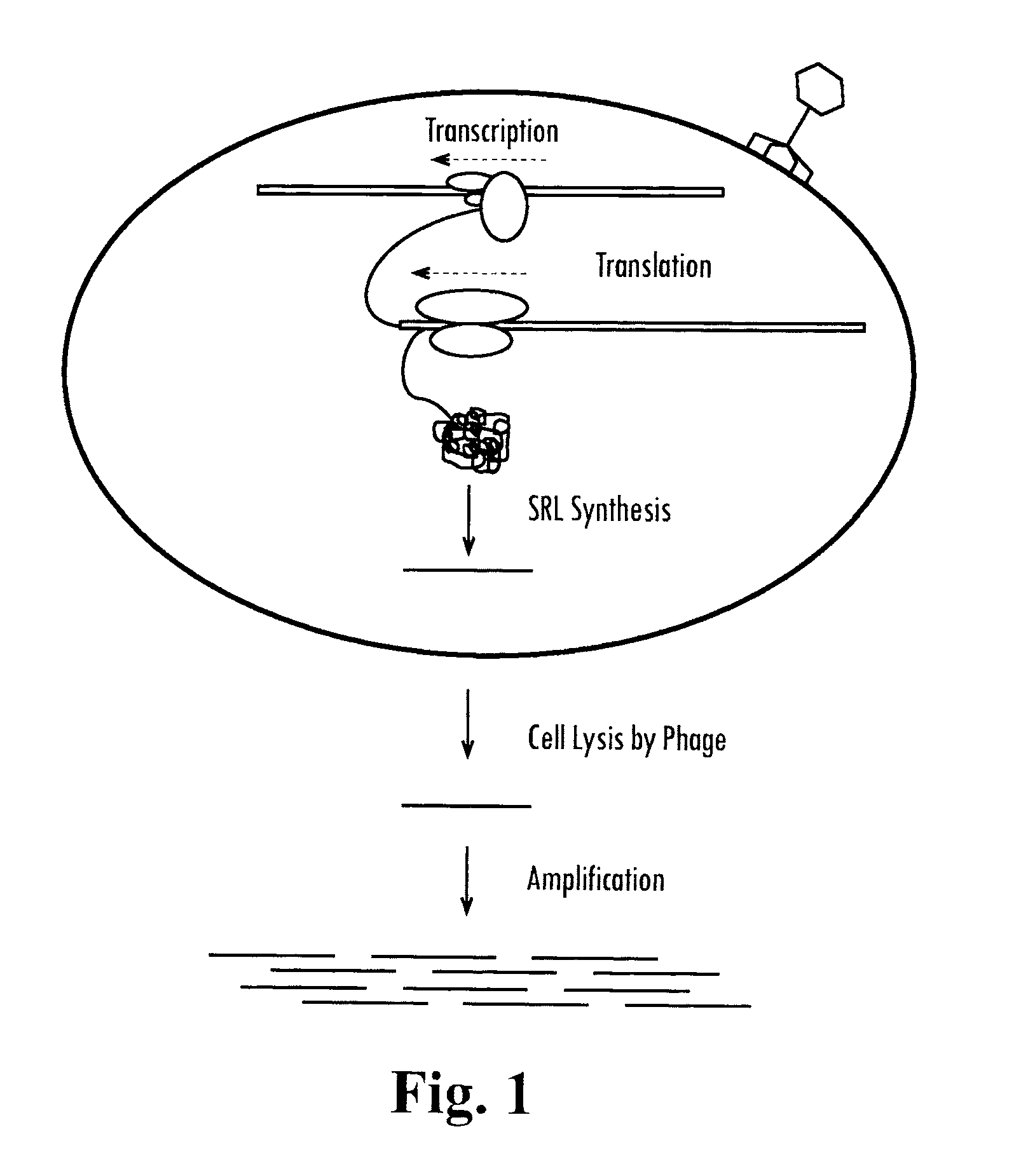 Methods and compositions for determining the pathogenic status of infectious agents
