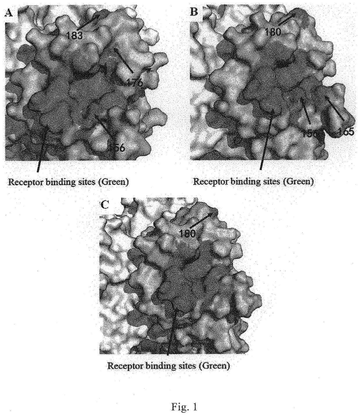 Broad-spectrum monoclonal anti-flu B antibody and uses thereof
