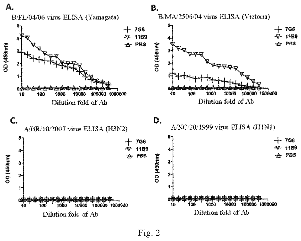 Broad-spectrum monoclonal anti-flu B antibody and uses thereof