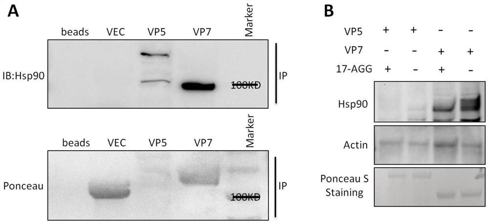 Application of heat shock protein HSP90 inhibitor-tanspiramycin in preparation of medicine for resisting grass carp reovirus