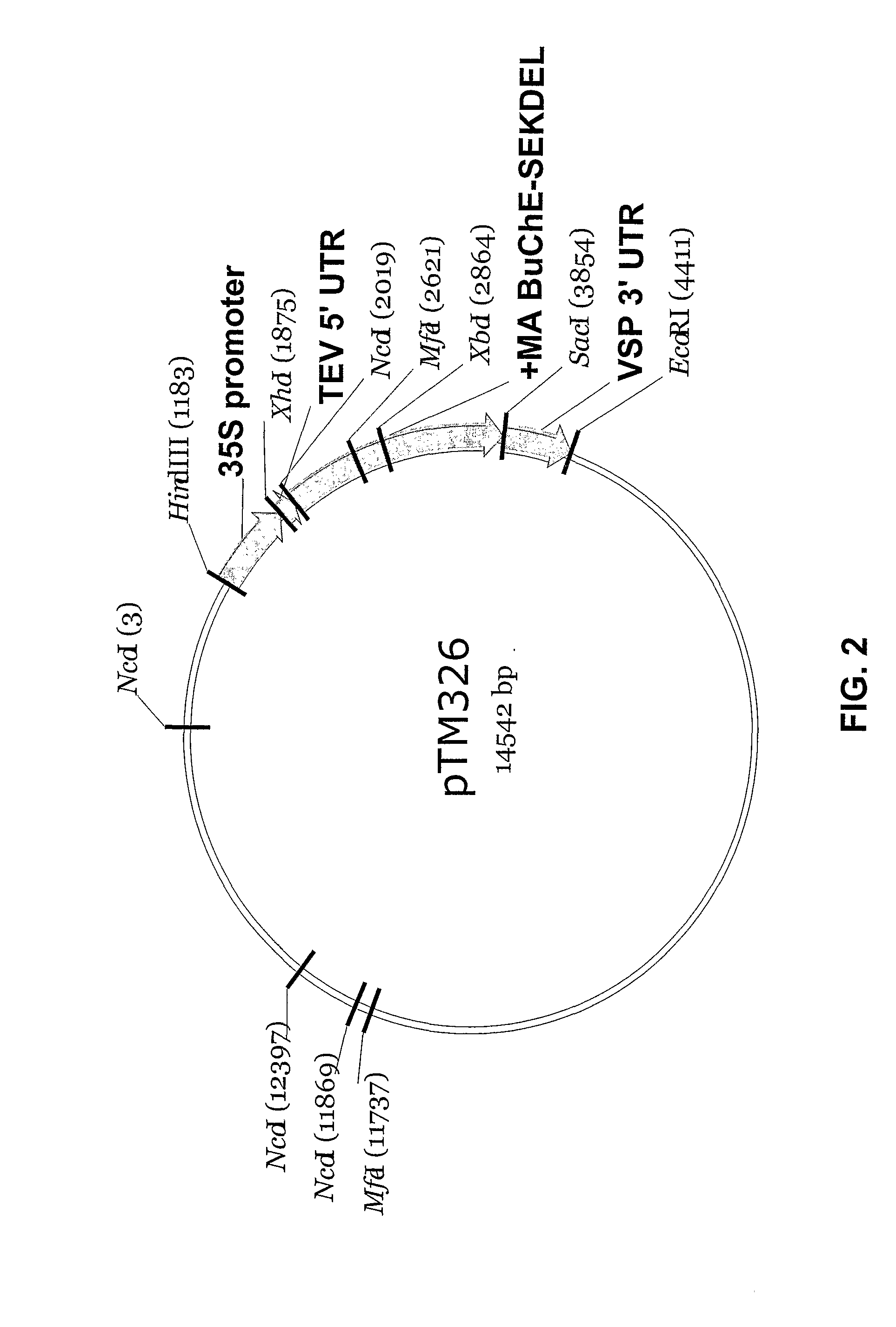 Production and use of human butyrylcholinesterase