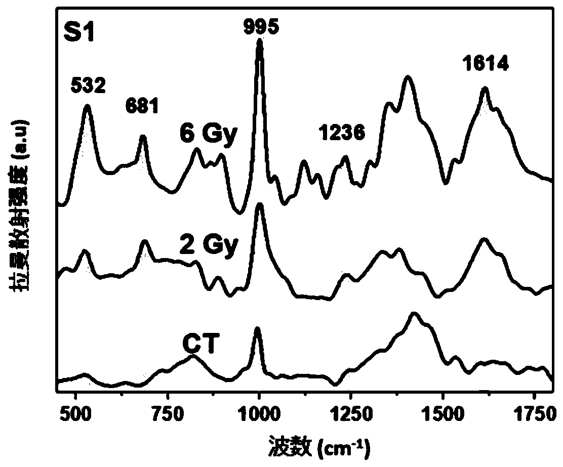 Method for detecting biological radiation damage by using SERS substrate