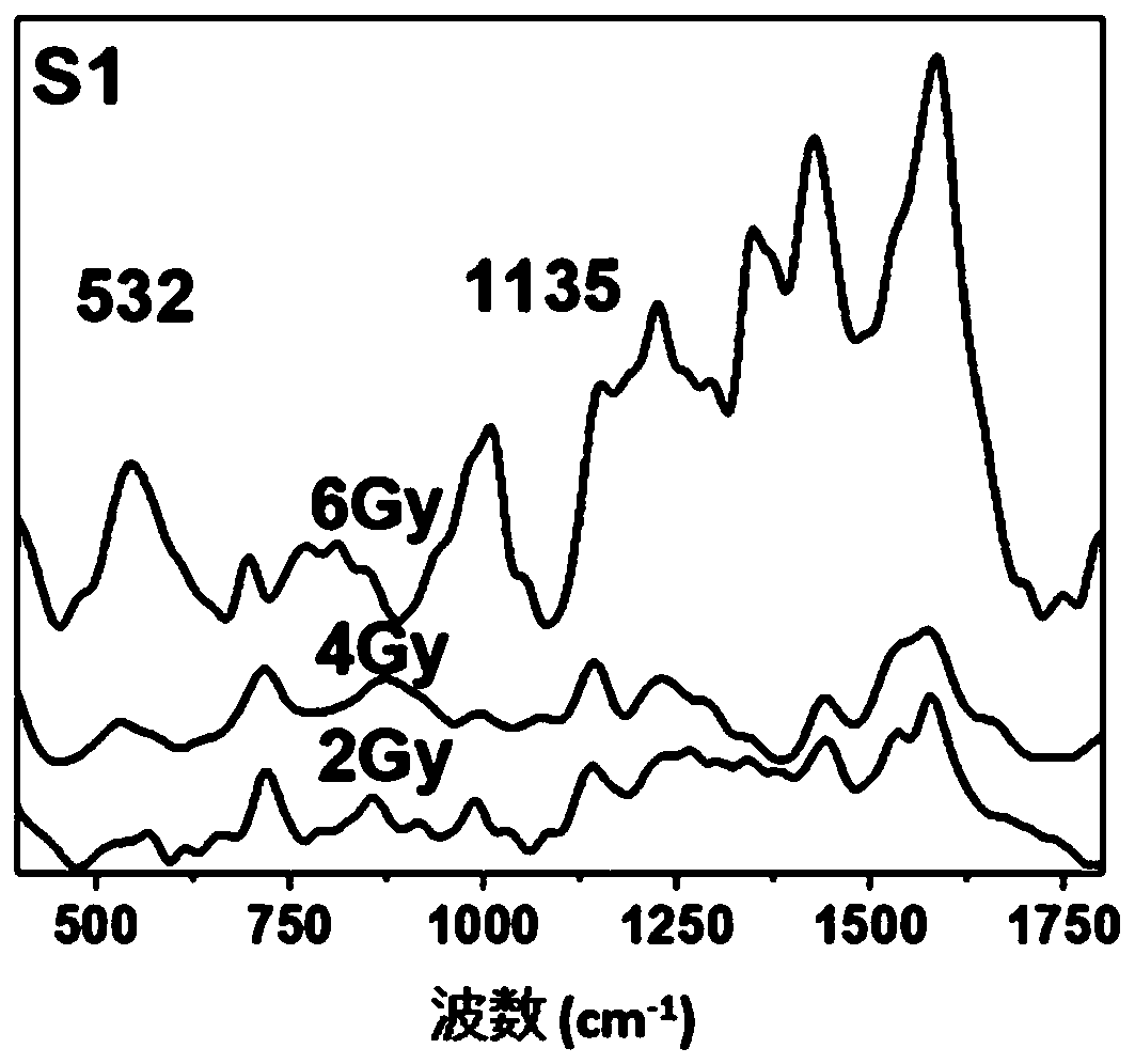 Method for detecting biological radiation damage by using SERS substrate