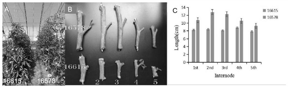 SCAR marker and method for early identification of tomato internode length