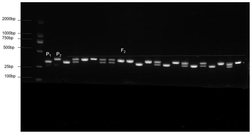 SCAR marker and method for early identification of tomato internode length