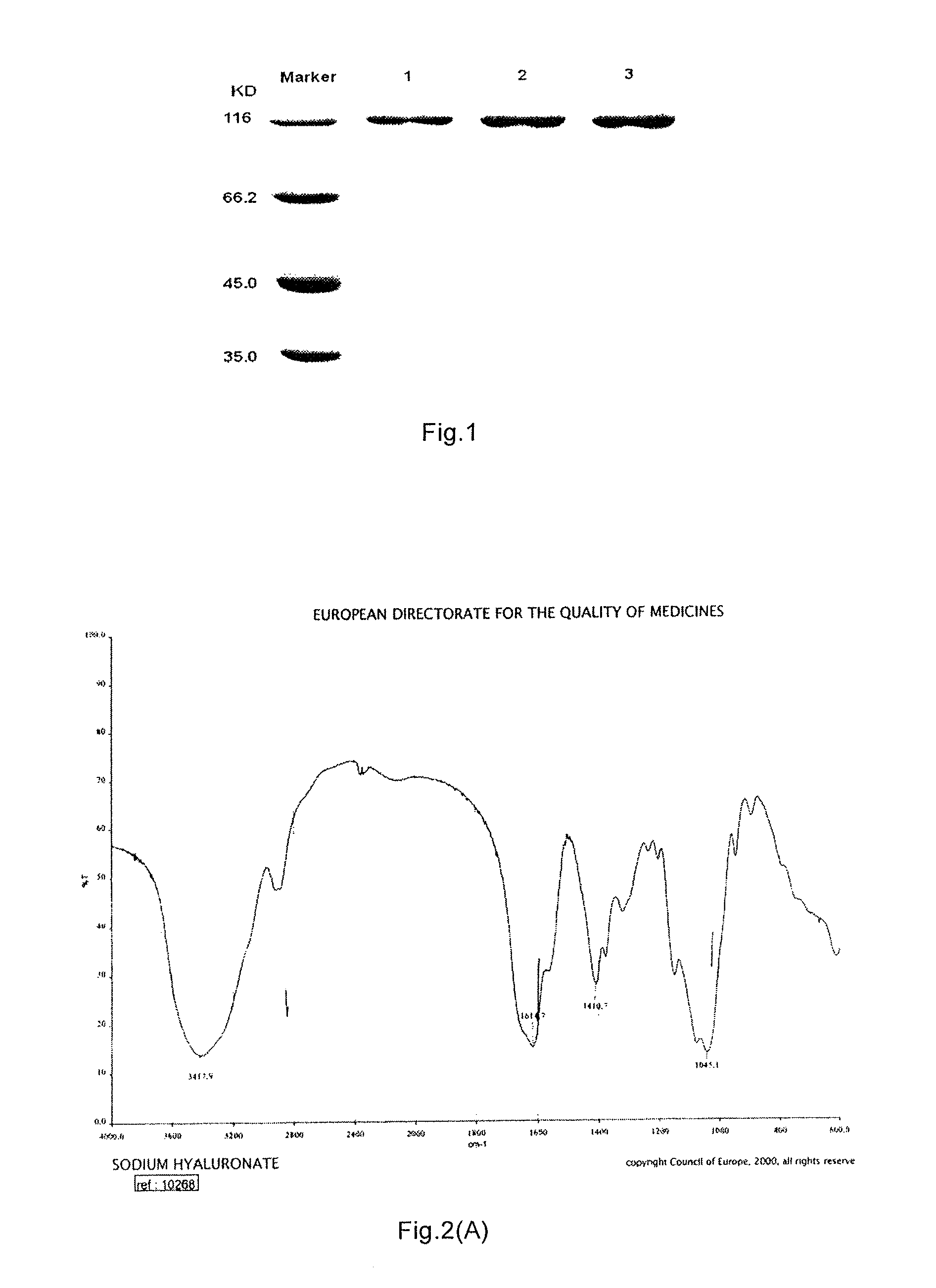 Bacillus, hyaluronidase, and uses thereof