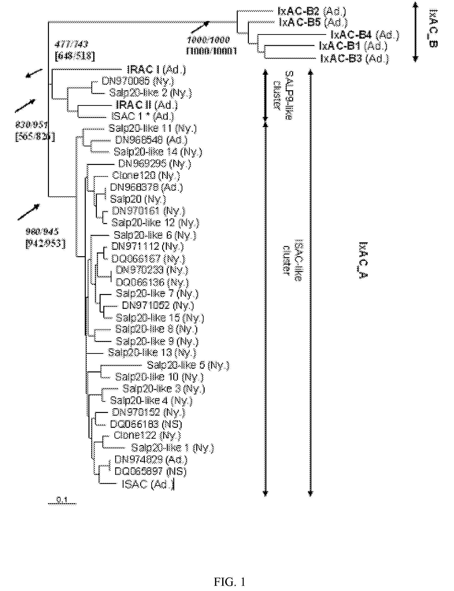 Anticomplement polypeptides of ixodes ricinus