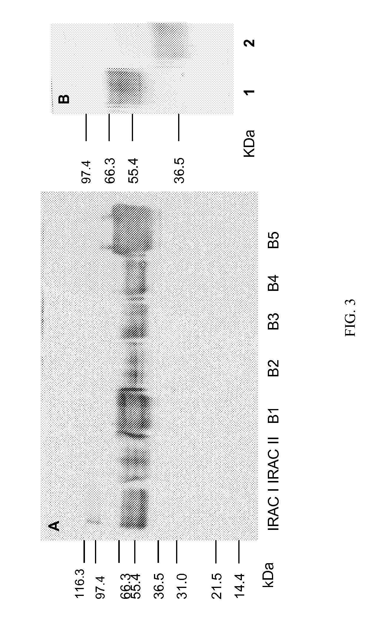 Anticomplement polypeptides of ixodes ricinus