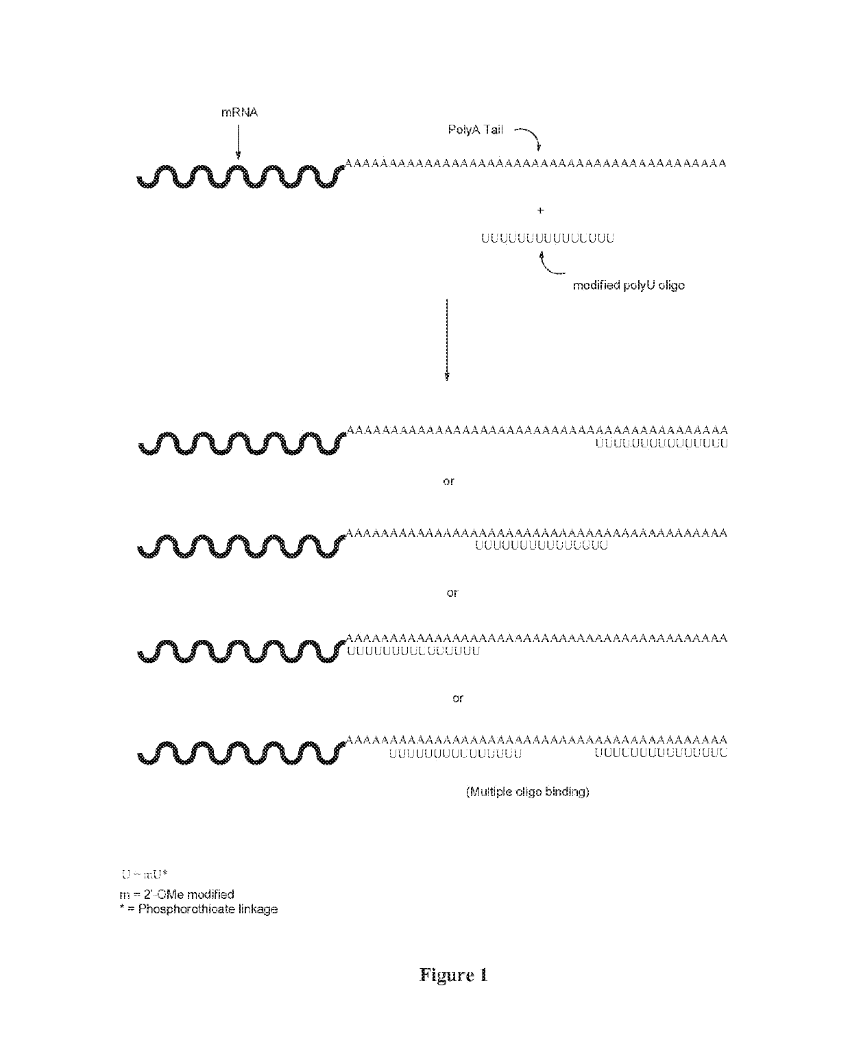 Nuclease Resistant Polynucleotides and Uses Thereof