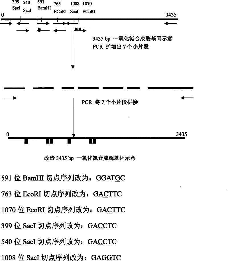 Increase of plants drought resistance by using mouse nitrous oxide synthetase gene