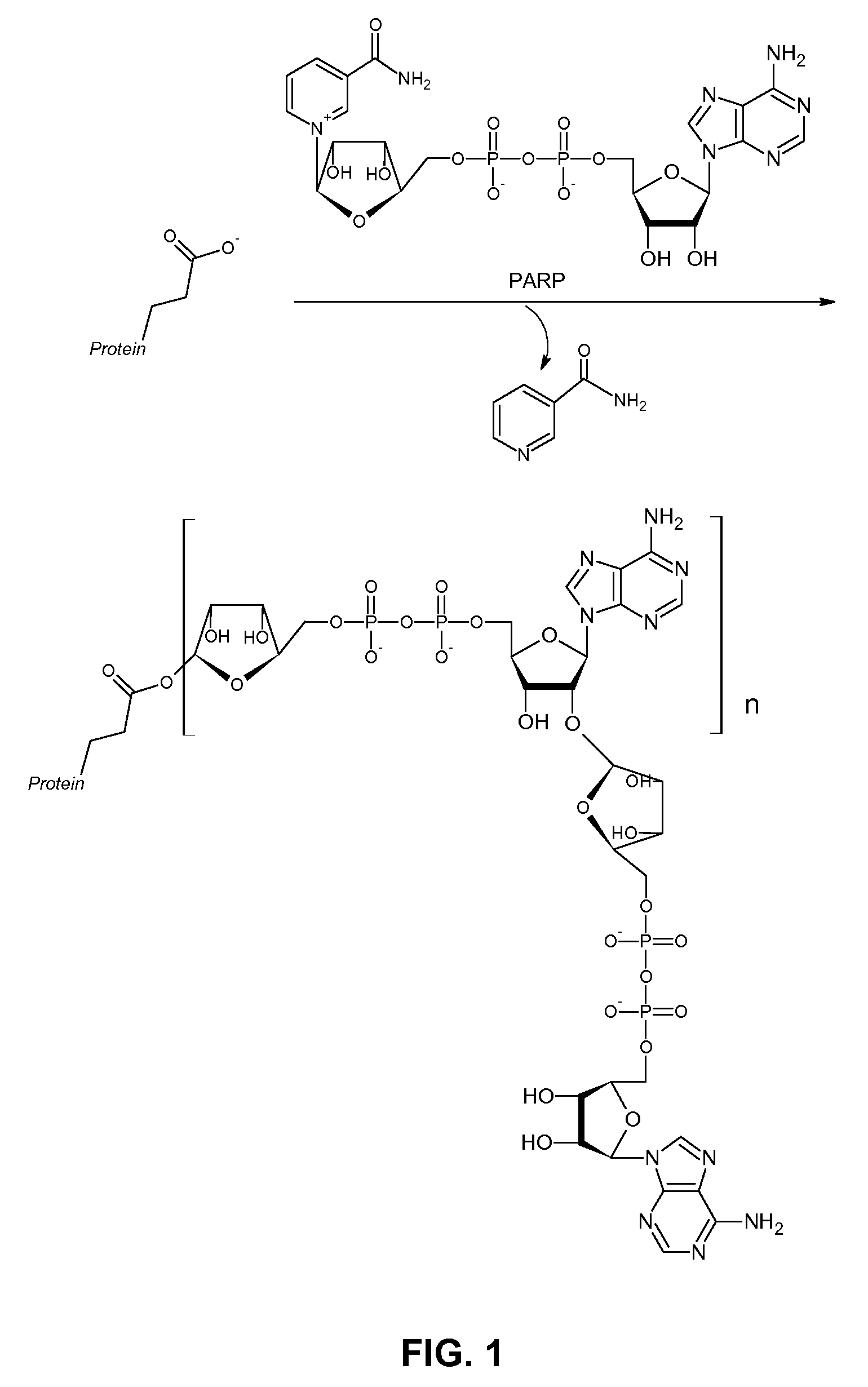 Colorimetric Substrate and Methods for Detecting Poly(ADP-ribose) Polymerase Activity including PARP Enzymes PARP-1, VPARP, and Tankyrase-1