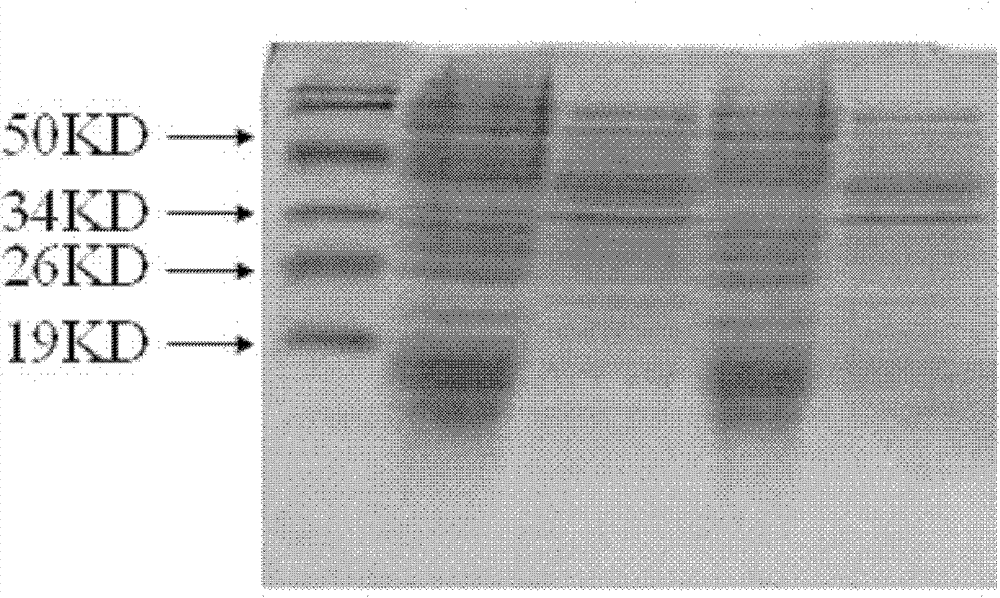 Antiviral fusion protein and application thereof